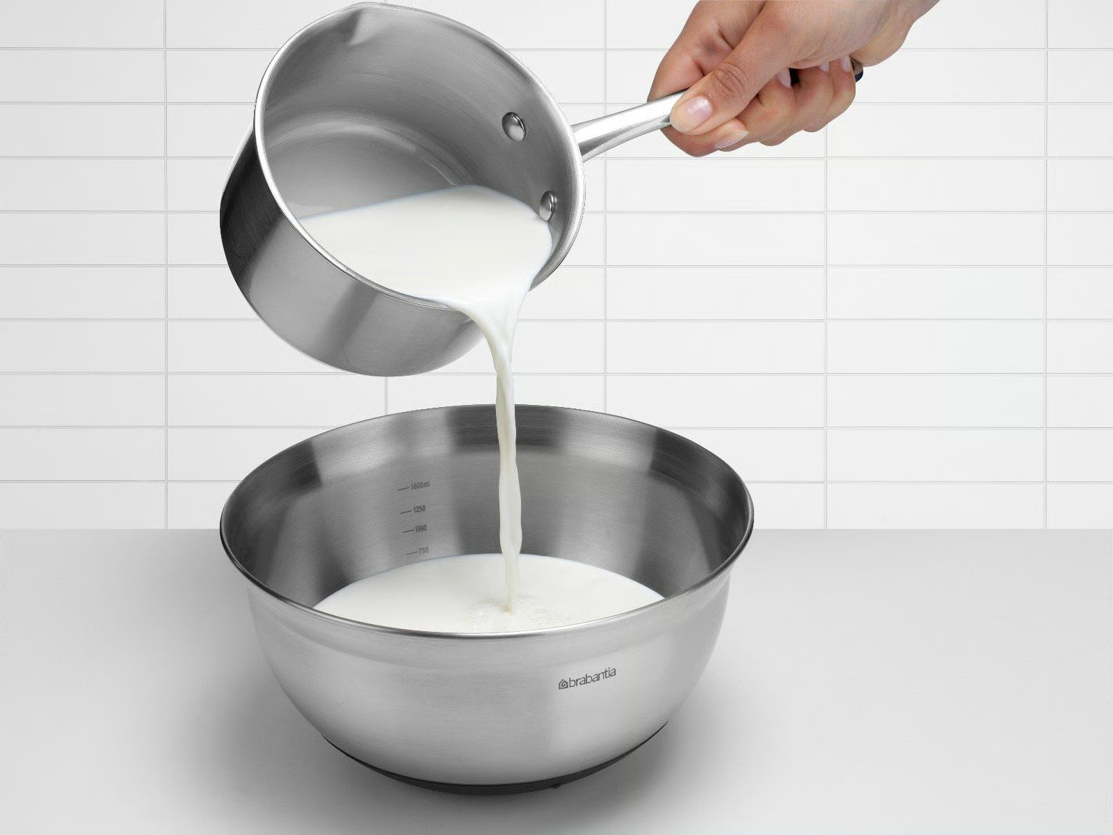 BRABANTIA mengkom - 363849